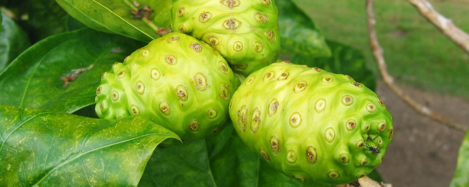 High Antioxidant Superfruit Noni Has Amazing Health Benefits – Learn All About It Here