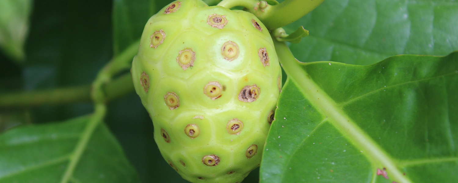 Why Is Noni Fruit Not Well Known