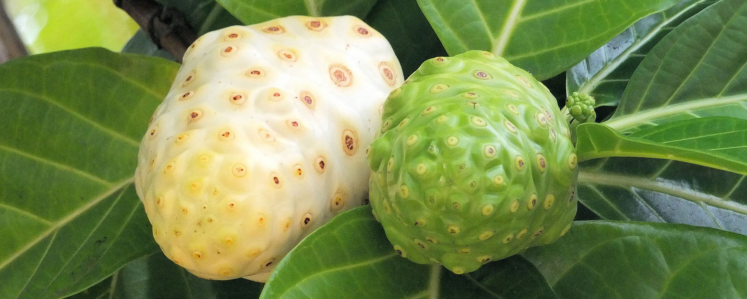 Noni Fruit, Better Known as the Indian Mulberry, Has its Origin in Southeast Asia