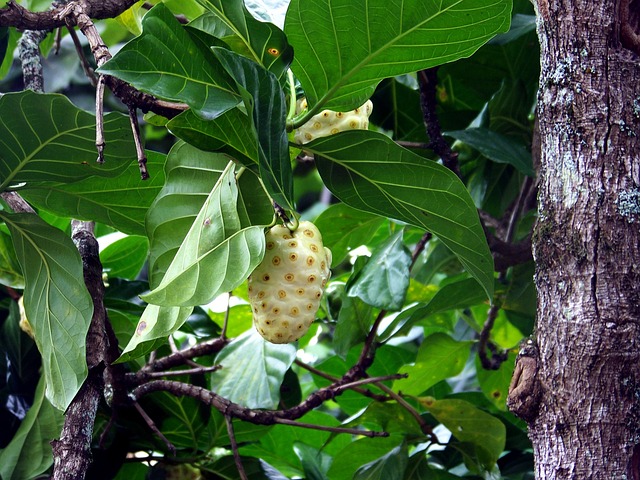 What’s So Special About Noni Fruit?